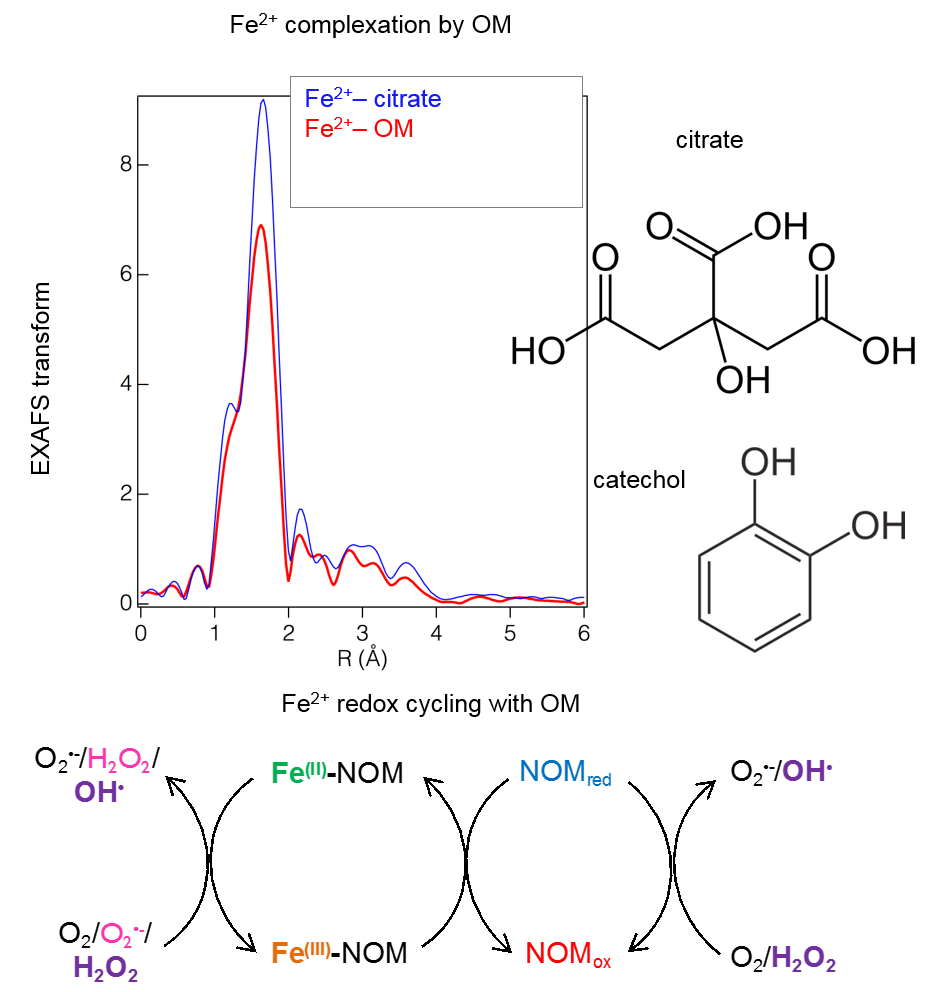 Complexation and Redox Buffering of Iron(II) by Dissolved Organic Matter