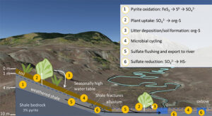 Rock Weathering and Biological Cycling can Influence Riverine Export of Sulfur in Watersheds