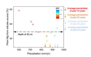 When Plants Get Thirsty, They Dig Deeper — and Take More Minerals with Them
