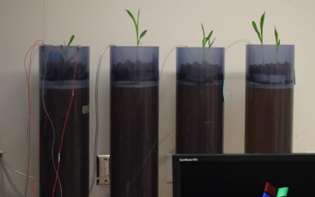 hydroponic-plant-setup